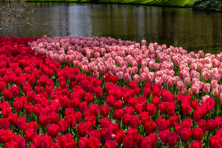 Red and pink tulips in the Keukenhof Garden in Lisse, Holland, Netherlands.のeditorial素材