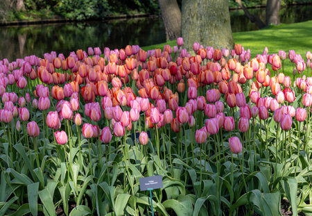 Colorful tulips in the Keukenhof Garden in Lisse, Holland, Netherlands.のeditorial素材