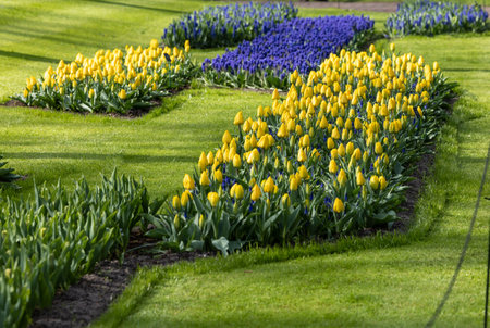 Yellow Tulips and blue hyacinths blooming in the Keukenhof Garden in Lisse, Netherlands.のeditorial素材