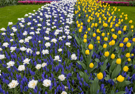 Tulips and blue muscari blooming at the Keukenhof Garden in Lisse, Holland, Netherlands.のeditorial素材