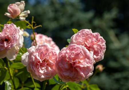 Red Roses on the Branch in the Gardenの写真素材