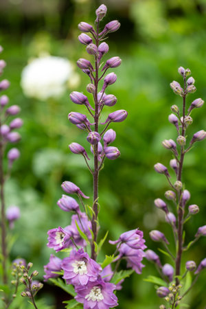 Larkspurs purple flowers or Delphinium ajacis in a gardenの写真素材