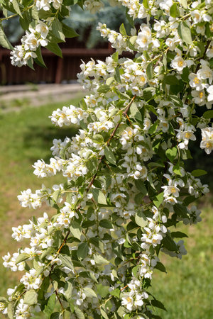 Beautiful white jasmine blossom flowers in spring time. Background with flowering jasmin bush.の写真素材