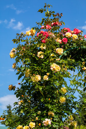 Red and yellow Roses on the Branch in the Gardenの写真素材