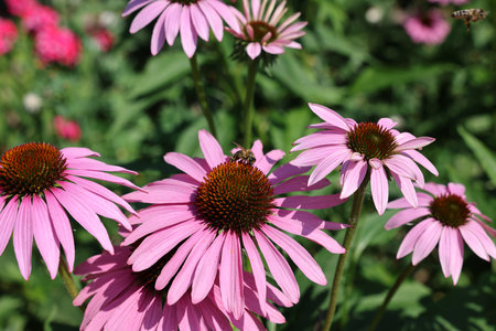 Echinacea purpurea or purple coneflower in gardenの写真素材