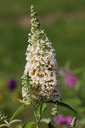 Blooming flowers of buddleja davidii iin a summer garden. Flowers that butterflies loveの写真素材