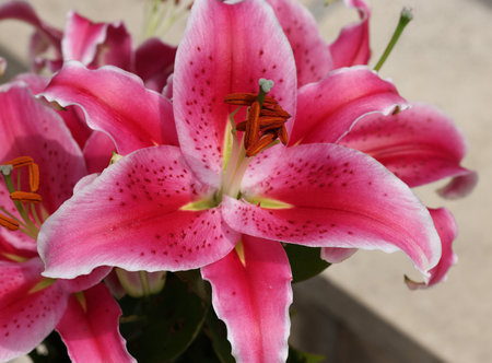 Red lily in the summer garden. Close-up of lily flowers.の写真素材