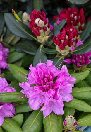Beautiful blooming pink azalea flowers in gardenの写真素材