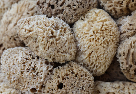Natural sponges in local market. Rethymnon, Crete, Greeceの写真素材