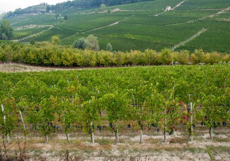 Langhe vineyards near Barolo Unesco Site, Piedmont, Italyのeditorial素材