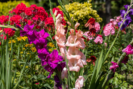 Colorful gladioli blooming in the summer in the gardenの写真素材