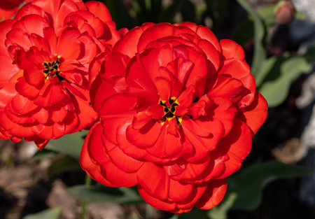 Yellow and red tulips flowers blooming in a gardenの写真素材