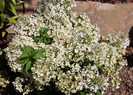 closeup of a beautiful white hydrangea in gardenの写真素材