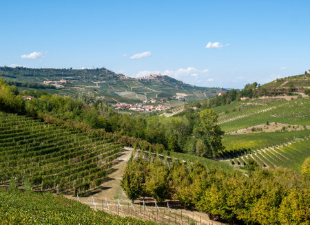 Langhe vineyards near Barolo Site, Piedmont, Italyの写真素材