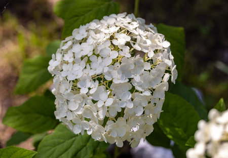 closeup of a beautiful white hydrangea in gardenの写真素材