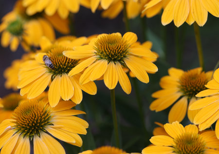 Flowers of  Echinacea - an herb stimulating the immune systemの写真素材