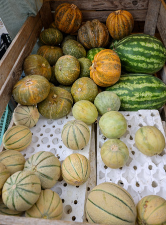 Ripe pumpkins and melons sold at a street stall during the farmers market in Cremona, Lombardy, Italyの写真素材