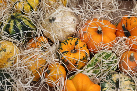 Ripe pumpkins sold at a street stall during the farmers market in Cremona, Lombardy, Italyの写真素材