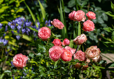 Red Roses on the Branch in the Gardenの写真素材