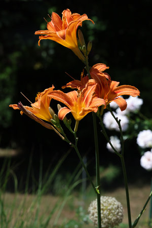 Orange lily in the summer garden. Close-up of lily flowers.の写真素材