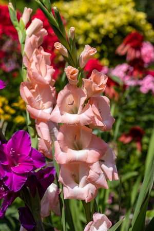 Colorful gladioli blooming in the summer in the gardenの写真素材