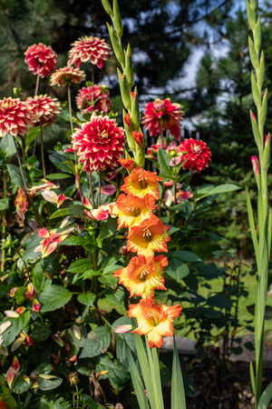 Gladiola and peonies blooming in the summer in the gardenの写真素材