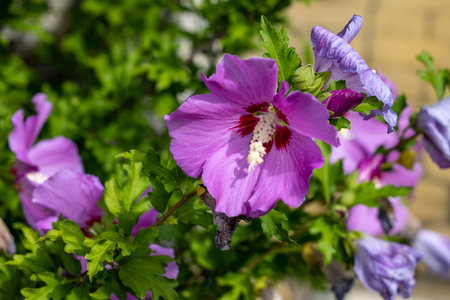 Beautiful pink flowers of Hibiscus syriacus in gardenの写真素材
