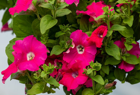 Blooming red surfinia flowers with beautiful delicate petalsの写真素材