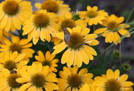 Flowers of  Echinacea - an herb stimulating the immune systemの写真素材