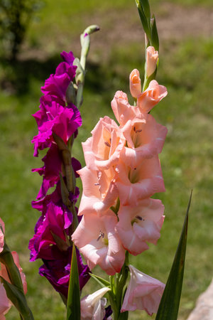 Colorful gladioli blooming in the summer in the gardenの写真素材