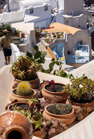 Santorini, Greece. Green succulents with white houses background.の写真素材