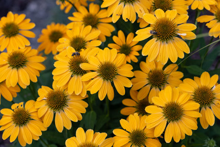 Flowers of Echinacea - an herb stimulating the immune systemの写真素材