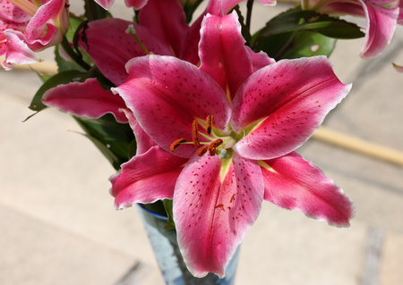 Red lily in the summer garden. Close-up of lily flowers.の写真素材