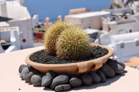 Santorini, Greece. Green succulents with white houses background.の写真素材