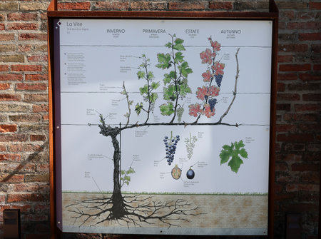 Grinzane Cavour, Italy - Sept 9, 2022: Educational boards in the garden of the Grinzane Cavour castle informing about grape varieties in the Langhe region and how they are grownのeditorial素材