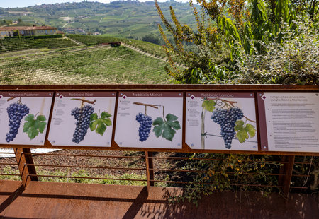 Grinzane Cavour, Italy - Sept 8, 2022: Educational boards in the garden of the Grinzane Cavour castle informing about grape varieties in the Langhe region and how they are grownのeditorial素材