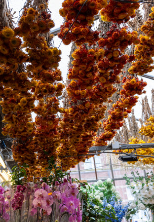 Amsterdam, Netherlands - April 21, 2023: the traditional Flower Market in Amsterdam, Holland, The Netherlandsのeditorial素材