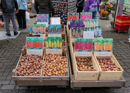 Amsterdam, Netherlands - April 21, 2023: Flowers bulbs at the traditional flower market, Amsterdam, Holland, The Netherlandsのeditorial素材