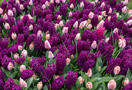 pink tulips and purple hyacinths blooming in a gardenの写真素材