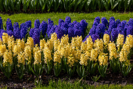 yellow and blue hyacinths blooming in a gardenの写真素材