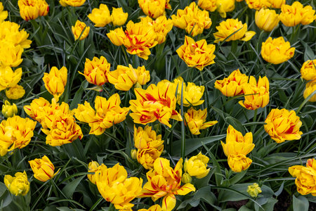 yellow-red tulips blooming in a gardenの写真素材