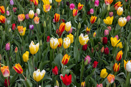 A melange of colorful tulips blooming in a gardenの写真素材