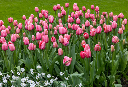 pink tulips blooming in a garden on a background of green grassの写真素材