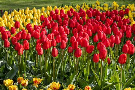yellow and red tulips blooming in a gardenの写真素材