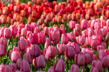 pink and red tulips blooming in a gardenの写真素材