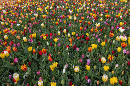 A melange of colorful tulips blooming in a gardenの写真素材