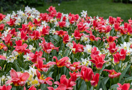 white daffodils and red tulips blooming in a gardenの写真素材