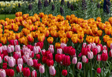 colorful tulips blooming in a gardenの写真素材