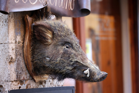 Massa Marittima, Italy - Sept 11, 2022: Wild boar head on a in front of a shop in Massa Marittima, Italy, with typical productsのeditorial素材