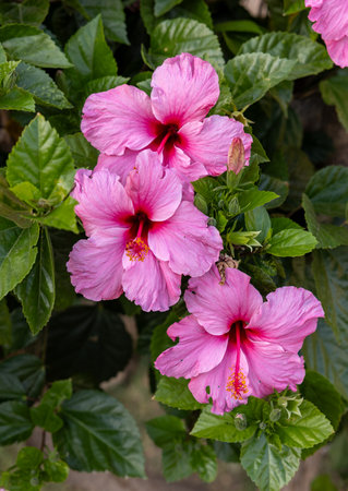 Beautiful pink flowers of Hibiscus syriacus in the gardenの写真素材